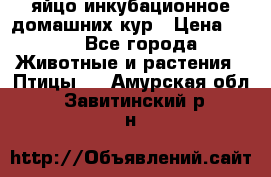 яйцо инкубационное домашних кур › Цена ­ 25 - Все города Животные и растения » Птицы   . Амурская обл.,Завитинский р-н